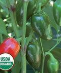 Seed Savers Exchange Pepper, Jalapeno Traveler Strain (Organic) Seed Savers Exchange