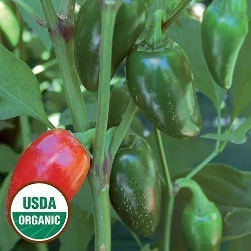 Seed Savers Exchange Pepper, Jalapeno Traveler Strain (Organic) Seed Savers Exchange