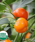 Seed Savers Exchange Pepper, Miniature Yellow Bell (Organic) Seed Savers Exchange