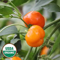 Seed Savers Exchange Pepper, Miniature Yellow Bell (Organic) Seed Savers Exchange
