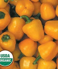 Seed Savers Exchange Pepper, Miniature Yellow Bell (Organic) Seed Savers Exchange