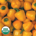 Seed Savers Exchange Pepper, Miniature Yellow Bell (Organic) Seed Savers Exchange