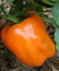 Seed Savers Exchange Pepper, Orange Bell Seed Savers Exchange