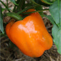 Seed Savers Exchange Pepper, Orange Bell Seed Savers Exchange