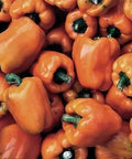 Seed Savers Exchange Pepper, Orange Bell Seed Savers Exchange