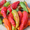 Seed Savers Exchange Pepper, Shishito (Organic) Seed Savers Exchange