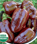 Seed Savers Exchange Pepper, Sweet Chocolate Pepper (Organic) Seed Savers Exchange