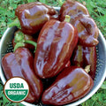 Seed Savers Exchange Pepper, Sweet Chocolate Pepper (Organic) Seed Savers Exchange