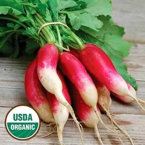 Seed Savers Exchange Radish, French Breakfast (Organic) Seed Savers Exchange