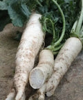Seed Savers Exchange Radish, Tokinashi All-Season Seed Savers Exchange