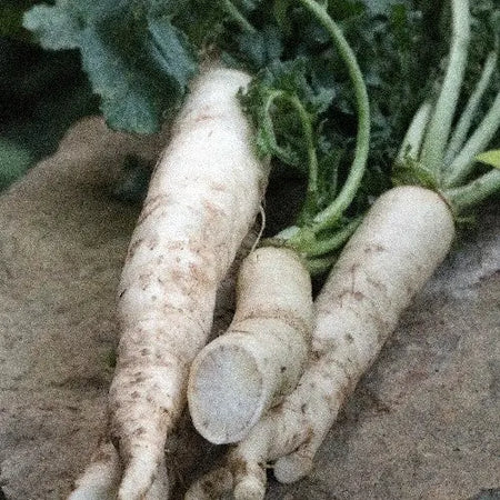 Seed Savers Exchange Radish, Tokinashi All-Season Seed Savers Exchange