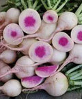 Seed Savers Exchange Radish, Watermelon Seed Savers Exchange