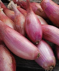 Seed Savers Exchange Shallot, Zebrune Seed Savers Exchange