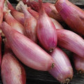 Seed Savers Exchange Shallot, Zebrune Seed Savers Exchange
