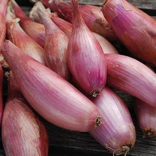 Seed Savers Exchange Shallot, Zebrune Seed Savers Exchange