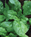 Seed Savers Exchange Spinach, America Seed Savers Exchange