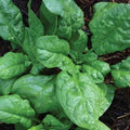 Seed Savers Exchange Spinach, America Seed Savers Exchange