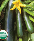 Seed Savers Exchange Squash, Black Beauty Zucchini (Organic) Seed Savers Exchange