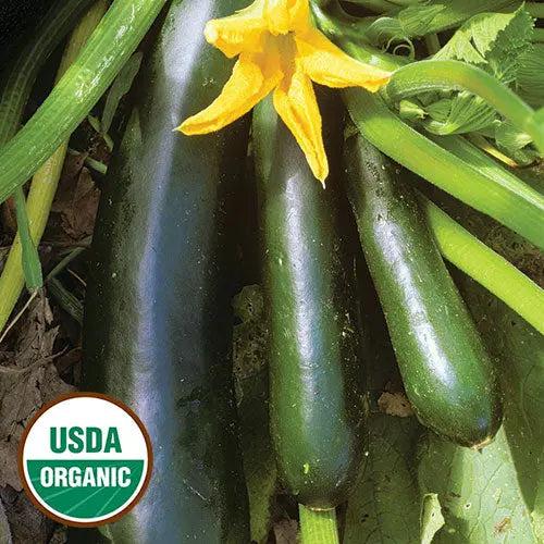 Seed Savers Exchange Squash, Black Beauty Zucchini (Organic) Seed Savers Exchange