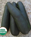 Seed Savers Exchange Squash, Black Beauty Zucchini (Organic) Seed Savers Exchange