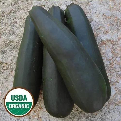 Seed Savers Exchange Squash, Black Beauty Zucchini (Organic) Seed Savers Exchange