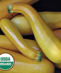 Seed Savers Exchange Squash, Golden Zucchini (Organic) Seed Savers Exchange