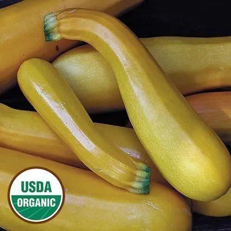 Seed Savers Exchange Squash, Golden Zucchini (Organic) Seed Savers Exchange