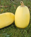 Seed Savers Exchange Squash, Spaghetti Seed Savers Exchange
