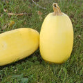 Seed Savers Exchange Squash, Spaghetti Seed Savers Exchange