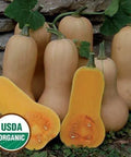 Seed Savers Exchange Squash, Waltham Butternut (Organic) Seed Savers Exchange