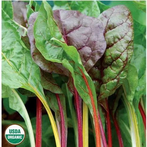 Seed Savers Exchange Swiss Chard, Five Color Silverbeet (Organic) Seed Savers Exchange