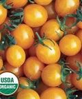 Seed Savers Exchange Tomato, Blondkopfchen (Organic) Seed Savers Exchange