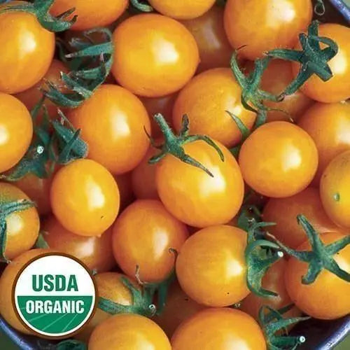 Seed Savers Exchange Tomato, Blondkopfchen (Organic) Seed Savers Exchange