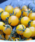 Seed Savers Exchange Tomato, Igleheart Yellow Cherry (Organic) Seed Savers Exchange