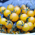 Seed Savers Exchange Tomato, Igleheart Yellow Cherry (Organic) Seed Savers Exchange