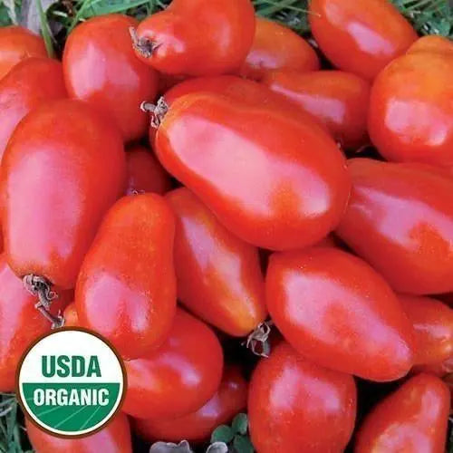 Seed Savers Exchange Tomato, Martino's Roma (Organic) Seed Savers Exchange