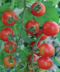 Seed Savers Exchange Tomato, Mexico Midget Seed Savers Exchange