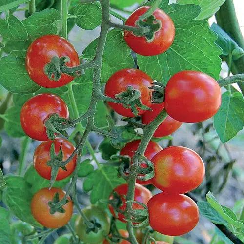 Seed Savers Exchange Tomato, Mexico Midget Seed Savers Exchange