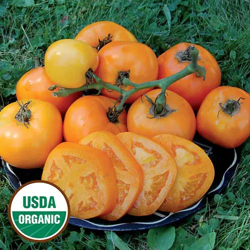 Seed Savers Exchange Tomato, Moonglow (Organic) Seed Savers Exchange