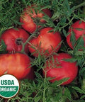 Seed Savers Exchange Tomato, Silvery Fir Tree (Organic) Seed Savers Exchange