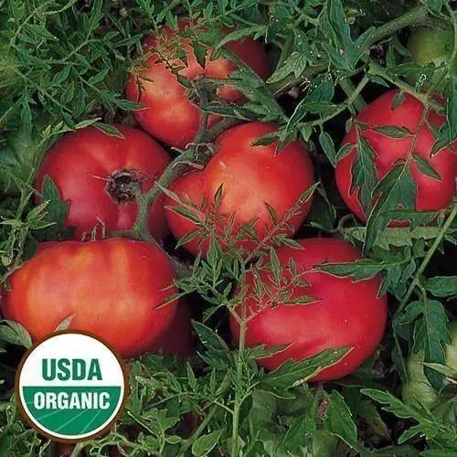 Seed Savers Exchange Tomato, Silvery Fir Tree (Organic) Seed Savers Exchange