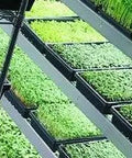 SunBlaster Double Thick Microgreen Trays, With Holes Sun Blaster