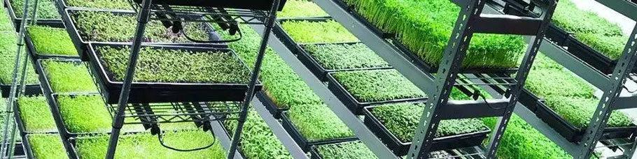 SunBlaster Double Thick Microgreen Trays, With Holes Sun Blaster