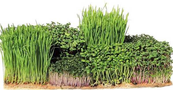 Terrafibre Grow Mats for Micro-Greens, 10" x 20" | Pack of 10 Terrafibre