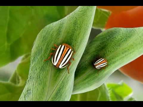 Safer Insect Killing Soap Concentrate, pt